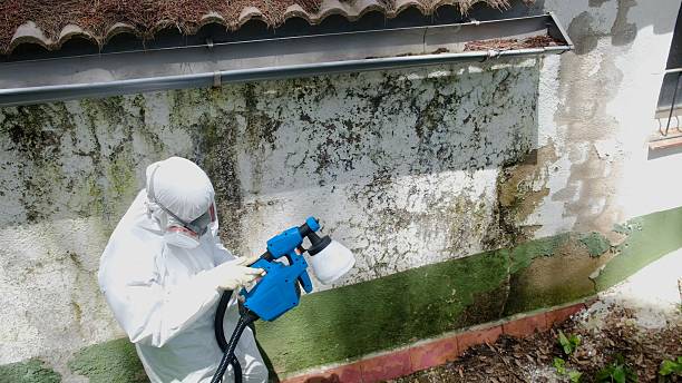Trusted Attic Mold Removal service in Lake Zurich, IL - Cheap Mold Removal